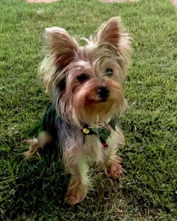 Cheerful, smart, friendly Yorkie, always ready to share his good mood with others, adored by mil ...