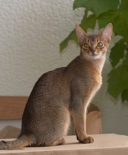 According to another version, the Abyssinian cat is a direct descendant of the Egyptian cat. It  ...