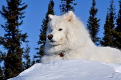 Samoyeds are well adapted for life in the arctic and subarctic climatic zones. They endure tempe ...