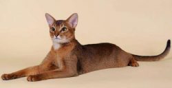 The third version says that the Abyssinians descended from a wild African cat that migrated from ...