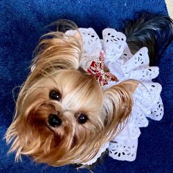 Terriers from Scotland, miniature but hardy dogs with a decisive character and powerful jaws, we ...