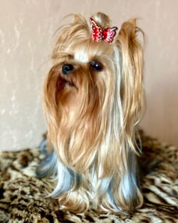 The Yorkshire Terrier has come a long way of genetic transformation before transforming from a b ...