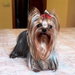 At dog shows in Great Britain, Yorkies began to be shown in 1861 under the names “Rough Wo ...