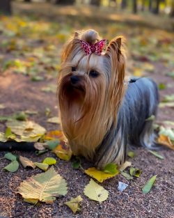 At dog shows in Great Britain, Yorkies began to be shown in 1861 under the names “Rough Wo ...