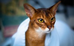 Timid assumptions are also expressed that the unique breed is the work of English breeders who c ...