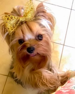 Some dog handlers suggest that at the final stage of the formation of the breed, Maltese lapdogs ...