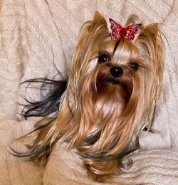 In 1874, the new breed received the official name – Yorkshire Terrier. 