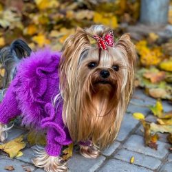 In 1886, the Kennel Club (English Kennel Club) entered the Yorkie into the studbook as an indepe ...