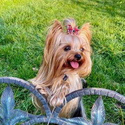 The fame of these cute, energetic dogs with a cheerful disposition reached its heyday in the Vic ...