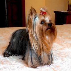 This breed began to penetrate the North American continent in the early 70s of the last century.