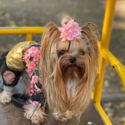  The American Kennel Club (AKC) registered the first Yorkshire Terrier in 1885.