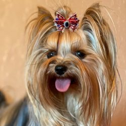This miniature dog is quite sturdy and dignified. Her height from floor to withers is from 15.24 ...