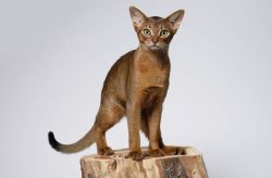 It is known for certain that the Abyssinians themselves were crossed with the British to improve ...