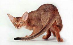 The color of the Abyssinian cat deserves special attention. Four varieties are spelled out in th ...