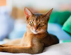 The color with the sonorous name “sorrel” is a reddish shade, often turning into a r ...