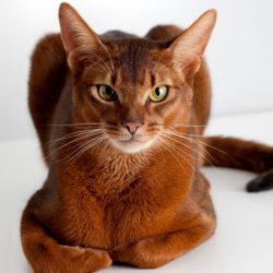 The faun is a beige palette with variations of light brown and dark tail markings. With a blue c ...