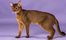 One look at a photo of an Abyssinian cat with a description of the breed is enough to understand ...