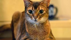 The size and weight of the Abyssinian cat add to her grace. Adult females weigh on average 3-4.5 ...