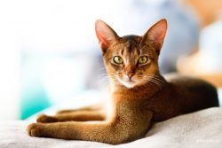 The distinctive feature of the Abyssinian cat is its expressive almond-shaped eyes. Most often t ...