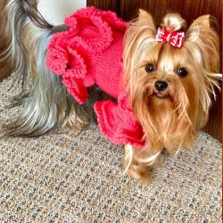 The puppies’ coat is dyed black-brown. By the age of one and a half, the Yorkshire Terrier ...