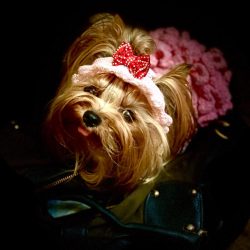 Yorkshire Terrier has a harmonious build, its body has a proportional structure.