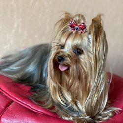 The Yorkshire Terrier is quite muscular and elegant at the same time. 