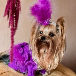 In the movement of the Yorkshire Terrier, you can feel energy, freedom. Stiffness is not inheren ...