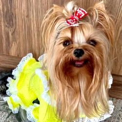 The Yorkshire Terrier is quite muscular and elegant at the same time. 