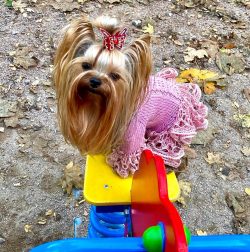 Most owners of Yorkshire terriers prefer to cut them. There are several dozen haircut models, fr ...