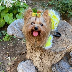 Dewclaws (dewclaus) on the hind legs are usually removed, on the front – at the request of ...