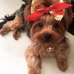 The Yorkshire Terrier is characterized by a scissor bite: the upper canines slightly cover the l ...