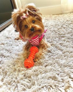 The pride of the Yorkshire Terrier is its finest, shiny, silky, perfectly straight coat, which i ...