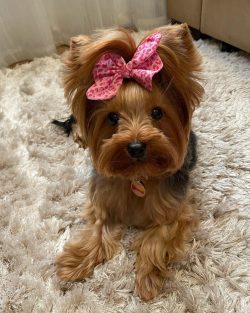 The front legs of Yorkies should be slender, straight, without protruding the ulna, either inwar ...