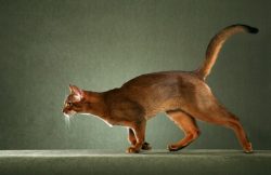 By nature, the Abyssinian cat resembles a dog. She chooses her “favorite master” and can always  ...