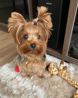 The eyes of a Yorkie are of medium size, sparkling, expressing curiosity, and outstanding intell ...