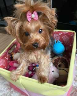 The head of the dog is small, with a flat arch, the muzzle is slightly elongated.