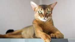Cats of this breed are ready to cuddle and cuddle for days on end. And they are quite easy to tr ...