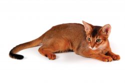 Abyssinians willingly make contact with almost everyone. They can easily live under one roof wit ...
