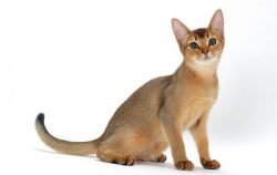 Another feature of the Abyssinian cat breed is the gushing energy without stopping. Running a ra ...