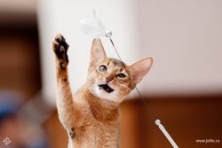 Good news for those who have decided to acquire an Abyssinian cat. This is a very clean animal,  ...