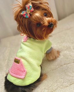 Sometimes short-haired Yorkshire Terriers make a splash no less than their long-haired relatives ...