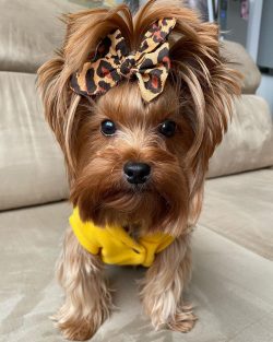 Do not pounce on your pet immediately with hugs and kisses – he should get used to petting ...