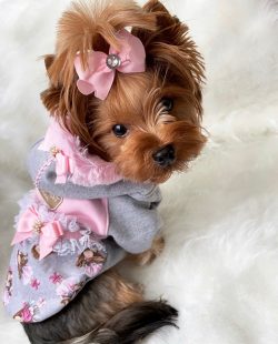 From time to time, a genetic jump occurs in the Yorkshire Terrier’s nature. This is called ...