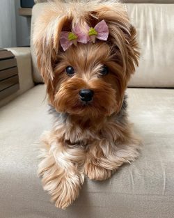 Yorkshire Terriers consider themselves the masters of the house while experiencing the most tend ...