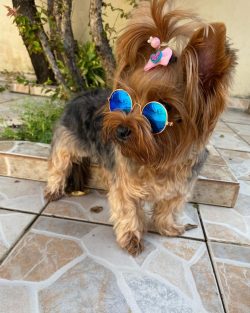  When the dog settles in your family and home, it will already be possible to acquaint him with  ...