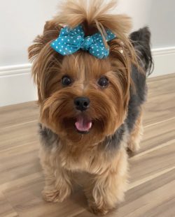 Yorkies are very brave dogs, ready to defend their home and owner without hesitation. They are s ...