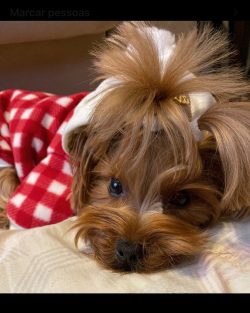 The walk of the Yorkshire Terrier expresses self-confidence and even some arrogance.