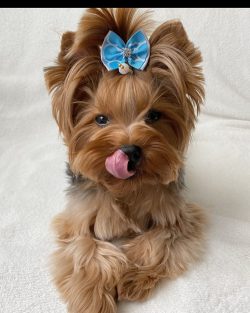 Despite their apparent independence, Yorkies try to keep their master insight.