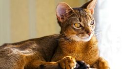 Abyssinian cats are by nature irrepressible steeplejacks and perpetual motion machines. Therefor ...