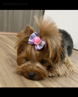 These cute dogs are very friendly and easily find a “common language” with other ani ...